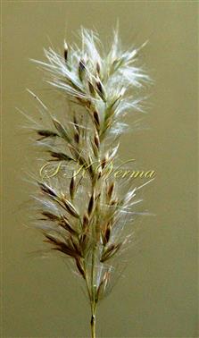  Racemes bearing spikelet pairs